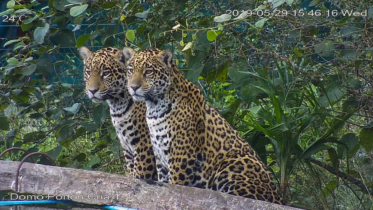 Jaguars, a keystone species, are reintroduced to the Iberá wetlands